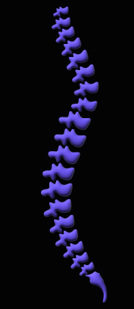 A stylised spine representing posture correction